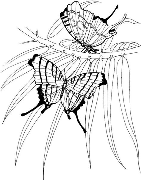 I have 4 years experience in this sector. Butterfly Coloring Page