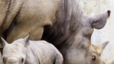 africa s western black rhino declared extinct