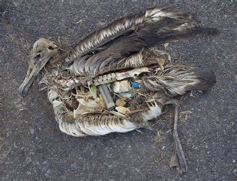 These 5 Marine Animals Are Dying Because Of Our Plastic Trash