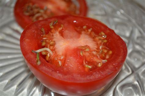 Sprouting Tomato Plainview Daily Herald