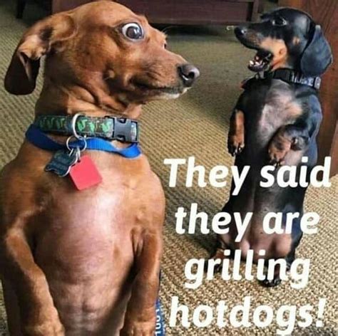 Also the mint is cooling on hot days so i usually make it in summer ☀️. 50+ Funniest Dachshund Memes