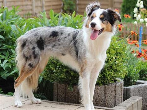 99 Border Collie Blue Merle Tricolour L2sanpiero