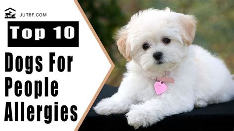 Top 10 Dogs That Dont Shed Too Much For People With Allergies Dog