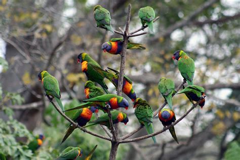 Flock Of Birds Sky Bokeh Parrot 22 Wallpapers Hd Desktop And
