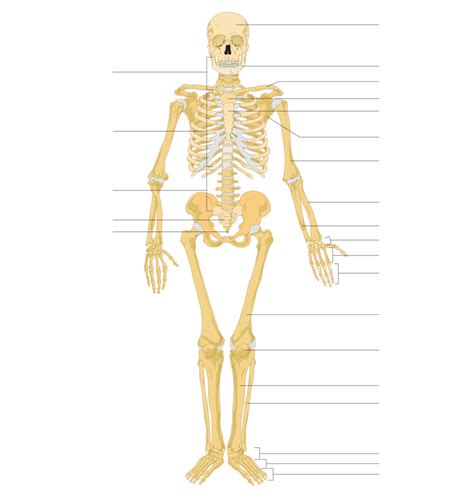 Bones Diagram Quizlet