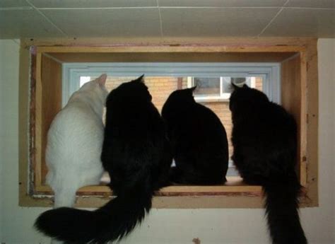 Top 10 Images Of Cats Looking Out Of Windows