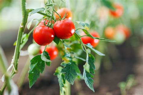 How To Store Tomatoes The Right Way Bob Vila