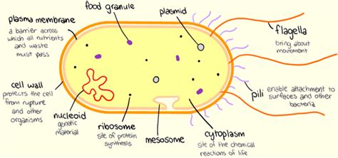 Prokaryotic Cells Diagram ~ Diagram