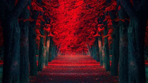 Red Nature Wallpaper 65 Images