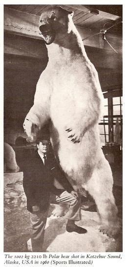 The Largest Bear Ever Recorded Was A Polar Bear That Stood Over 11 Feet