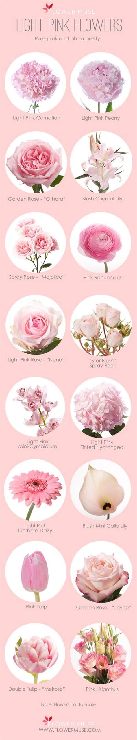 Pin By Purrfect On Flowers Light Pink Flowers Types Of Flowers