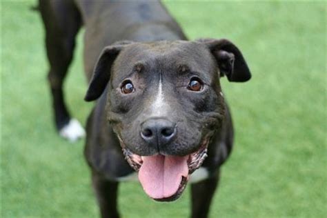 We did not find results for: #NewYork and NE States #Manhattan Animal Care Center Max ...