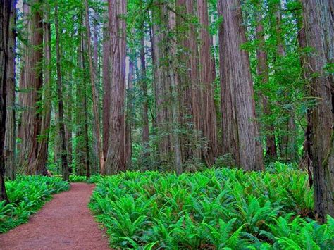 The Grove Of Titans And Giant Redwoods Tree California