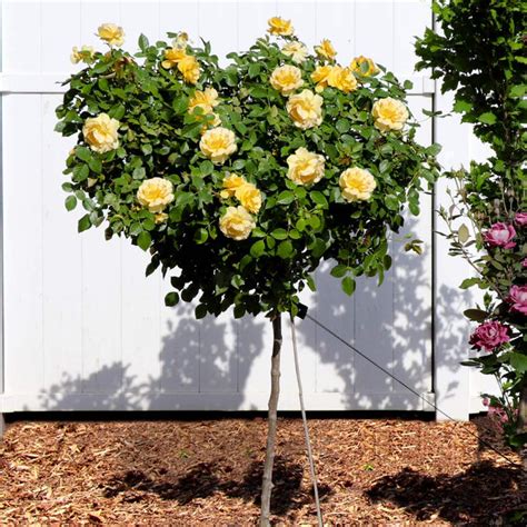 Julia Child Rose Trees For Sale