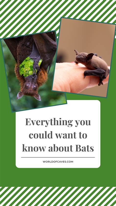 Interesting Facts About Bats Awesome Creatures Of The Night World Of