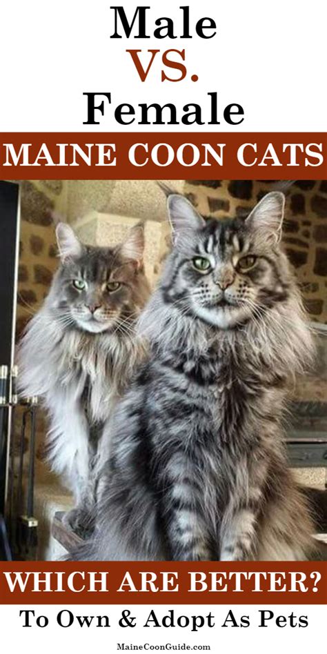 As a general rule, all is it better to have a male or female cat? Pin on Female Maine Coon