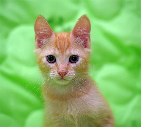 Cute Ginger Kitten With Blue Eyes Stock Photo Image Of Inquisitive