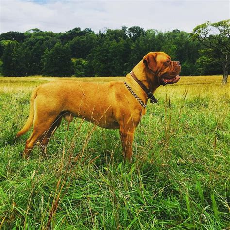 I can dumbledore's man through and through, aren't you potter? yeah i am, said harry. Mans best friend | Dog gifts, Mans best friend, Mastiffs