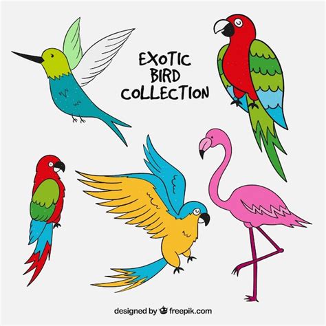 Dibujado A Mano Colección De Aves Exóticas Vector Gratis
