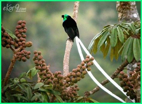 Check spelling or type a new query. Burung Cendrawasih Cantik yang Ada di Indonesia | Burung ...