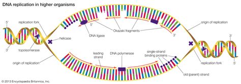 Replication Genetics Britannica