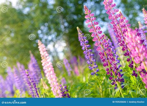 Lupinus Lupin Lupine Field With Pink Purple And Blue Flowers Stock