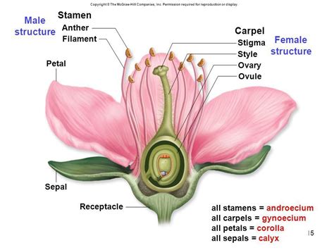 Collect The Androecium And Gynoecium Of Different Flowers Prepare A