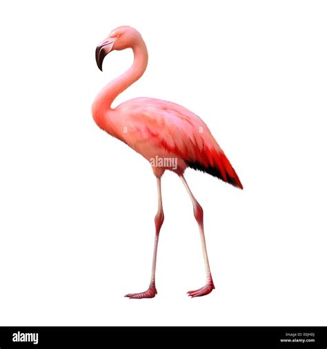 Flamingo Isolated On White Background Stock Photo Alamy