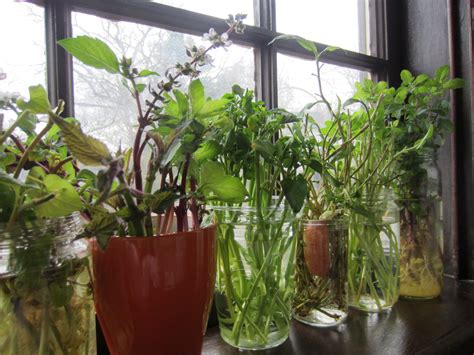 Growing herbs in water. | Growing herbs in water, Growing ...