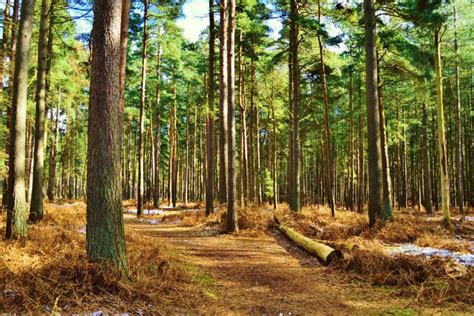 Norfolk Island Pine Tree Care Guide