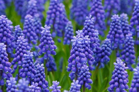 Blue Grape Hyacinths Free Stock Photo Public Domain Pictures