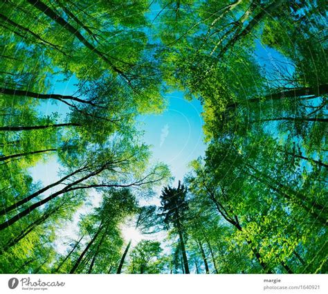 Sky Nature Blue Green Tree A Royalty Free Stock Photo From Photocase