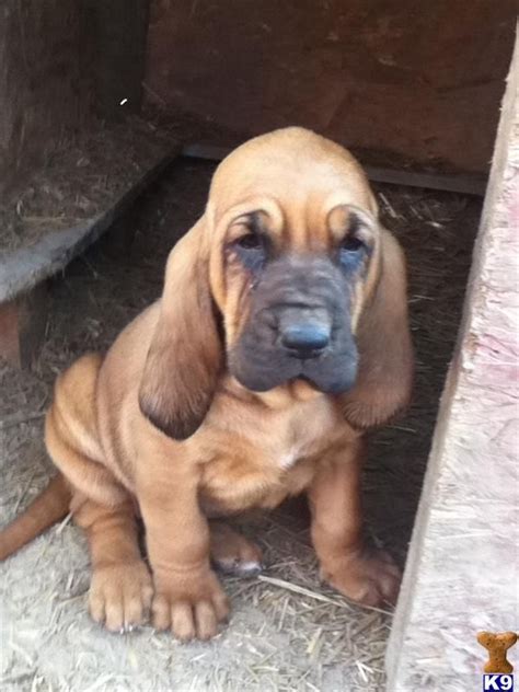 Below is a sample search of our bloodhound breeders with puppies for sale. new found love. bloodhounds. | Bloodhound puppies, Cute ...