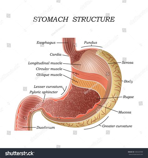 Structure Human Stomach Training Medical Anatomical 스톡 일러스트 546420709