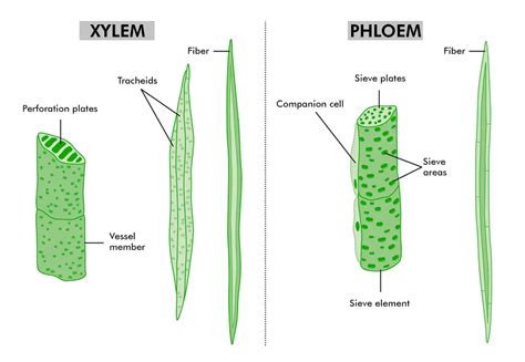 Why Are Xylem And Phloem Called Complex Tissues Geeksforgeeks