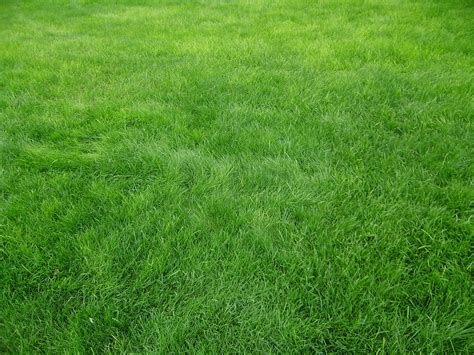 3264x2448 Wallpaper Grain Grass Field Green Garden Soil Lawn And