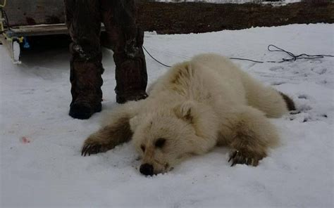 Grizzly Polar Bear Hybrid Is Shot Dead In Canada Raising New Global
