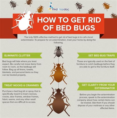 Bedbugs Symptoms Causes Treatment And Diagnosis Findatopdoc