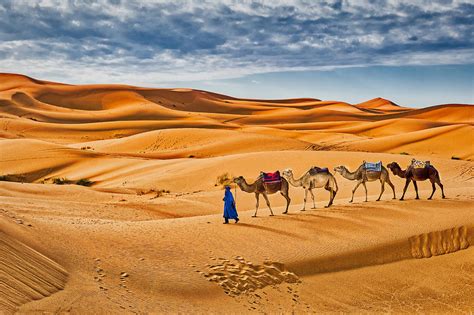 Camels In The Sand Dunes 2 Morocco Photograph By Stuart Litoff Pixels