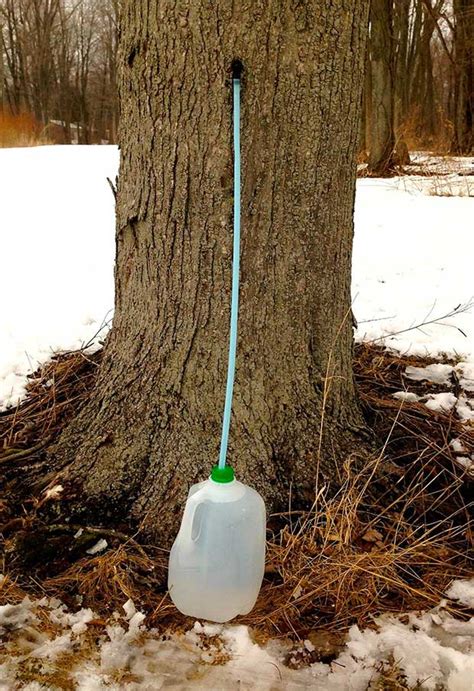 Maple Tree Tapping Kit Review Real Country Ladies