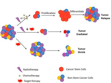 Cancer Stem Cells Model Download Scientific Diagram
