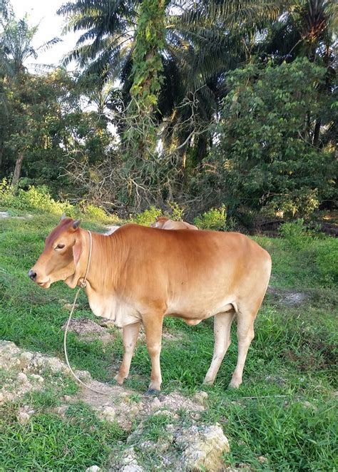 Warisan Petani Biar Lembu Yang Jadi Lembu 2