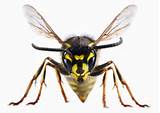 Videos Wasp Images