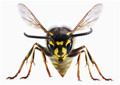 Wasps Hornets Yellow Jackets