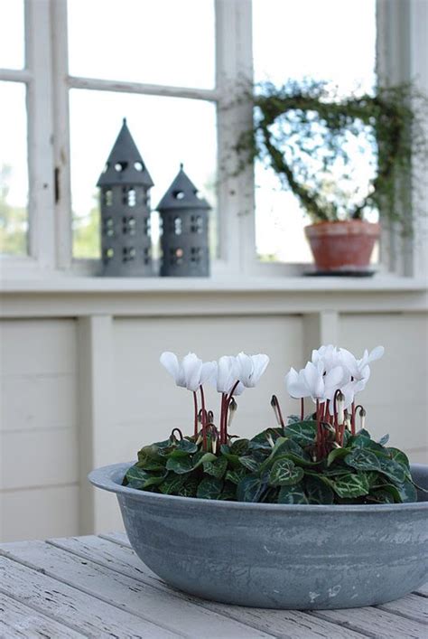 Perennials are kind of plants that live for years and mostly grow little buds that bloom into roses of different colors. Cyclamen are such beautiful flowers to have blooming at ...