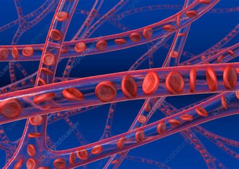 Red Blood Cells In Blood Vessels Artwork Stock Image C0125425