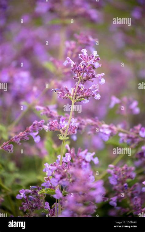Vibrant Nepeta Six Hills Giant Catmint Six Hills Giant Close Up