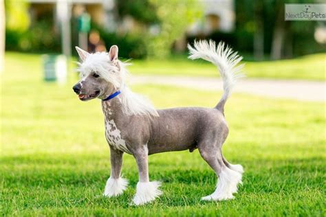 I Am A Cute Chinese Crested Puppy Looking For A Home On Nextdaypets