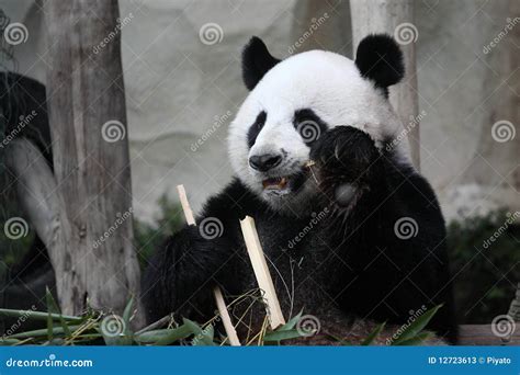 Cute Animal Giant Panda Eating Bamboo In The Zoo Stock Image Image Of