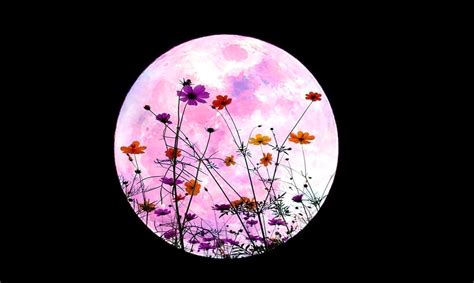Will stop traffic 30 seeds. Super Full Flower Moon In Scorpio Bringing Healing Energy ...